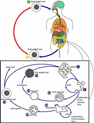 Life Cycle of Blastocystis hominis Infection Life Cycle of Blastocystis hominis Infection
