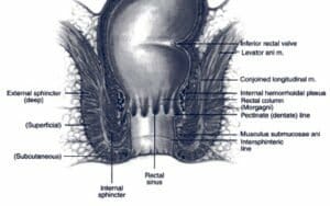 Anatomy and musculature of the anal region. Anatomy and musculature of the anal region.