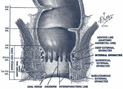 Figure 2. Anatomy of the Anal Sphincters and intersphincteric line.