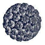 Papillomavirus capsid