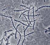 Treponema Pallidum. An Oninous Spirochete.