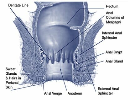 Part_1_fig_1_anatomy Anatomy of the Anal Canal