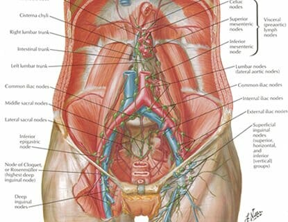 Pelvic Lymph Node Drainage Pelvic Lymph Node Drainage