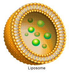 liposome