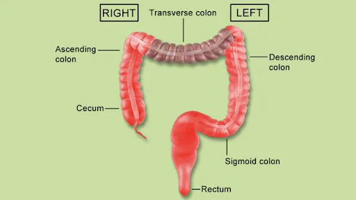 Diagram of the left & right of the colon